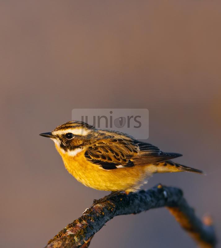 Braunkehlchen (Saxicola rubetra), Maennchen sitzt auf einem Ast | FIN, Whinchat (Saxicola rubetra), male perched on twig in evening light.