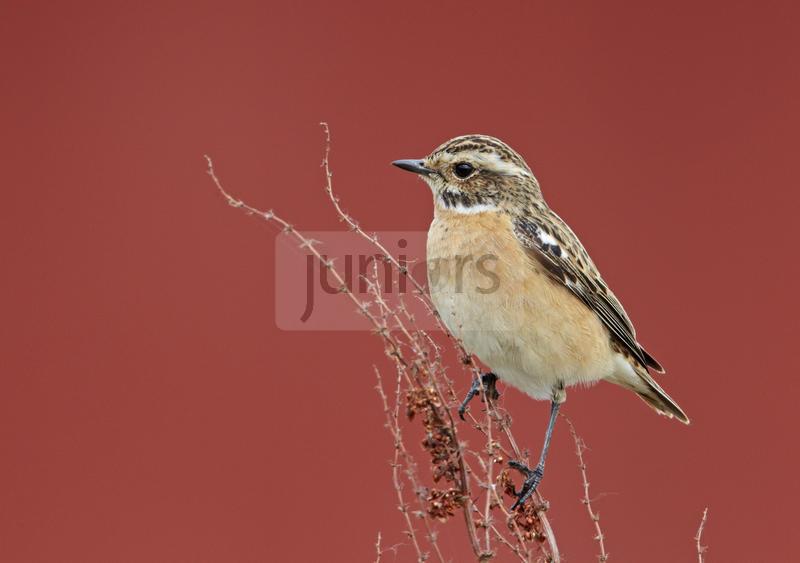 Braunkehlchen (Saxicola rubetra) sitzt auf duennen Zweigen | Whinchat (Saxicola rubetra) perched on thin twigs.
