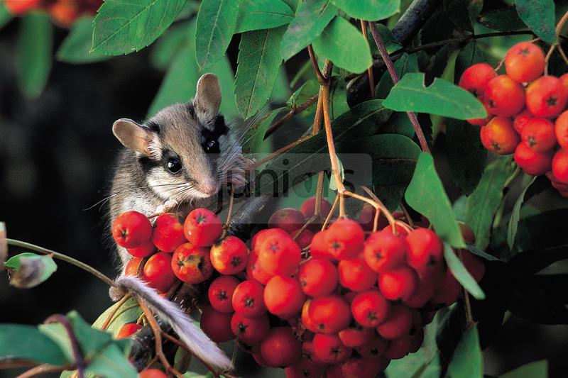 Gartenschlaefer (Eliomys quercinus) an einer Ebereschendolde (Sorbus aucuparia) | Garden Dormouse (Eliomys quercinus) climbing in Mountain Ash (Sorbus aucuparia)