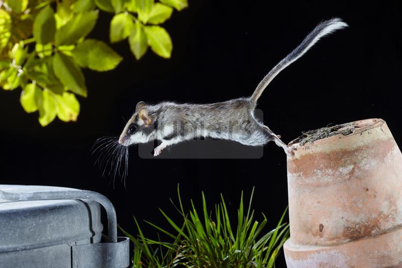 Ein Gartenschlaefer (Eliomys quercinus) springt im naechtlichen Garten von einem Blumentopf | Garden Dormouse (Eliomys quercinus). Adult  jumping from a flower pot in a garden at night, France. Sale in German-speaking countries only