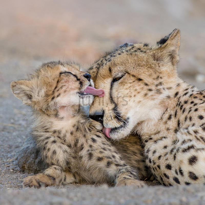 Mutter ist die Beste !