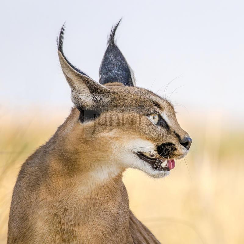 Pinselohren-Karakale in freier Wildbahn