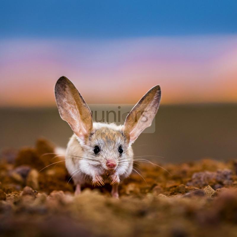 Langohren unter sich