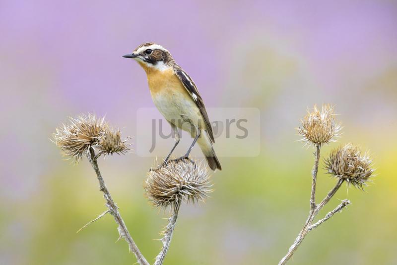 Braunkehlchen (Saxicola rubetra). Ein erwachsenes Maennchen auf einer abgestorbenen Distel | Whinchat (Saxicola rubetra). Adult male perched on a dead thistle, Abruzzo, Italy. Sale in German-speaking countries only