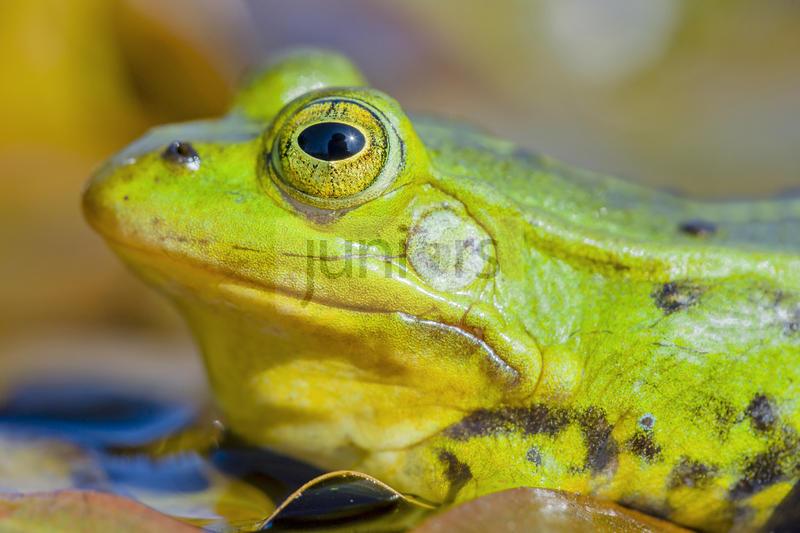 Kleiner Teichfrosch (Rana lessonae). Portraet mit gut sichtbarem Ohr | Pool frog (Rana lessonae) showing ear, Overijssel, Netherlands. Sale in German-speaking countries only