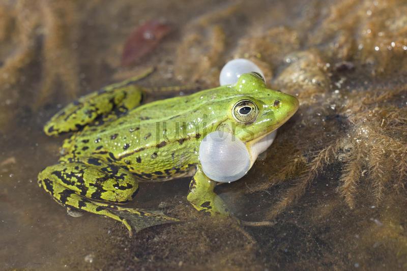 Quakender Kleiner Teichfrosch (Rana lessonae) in einem Teich. Polen | Pool frog (Rana lessonae) in pond. Overijssel, Netherlands. Sale in German-speaking countries only