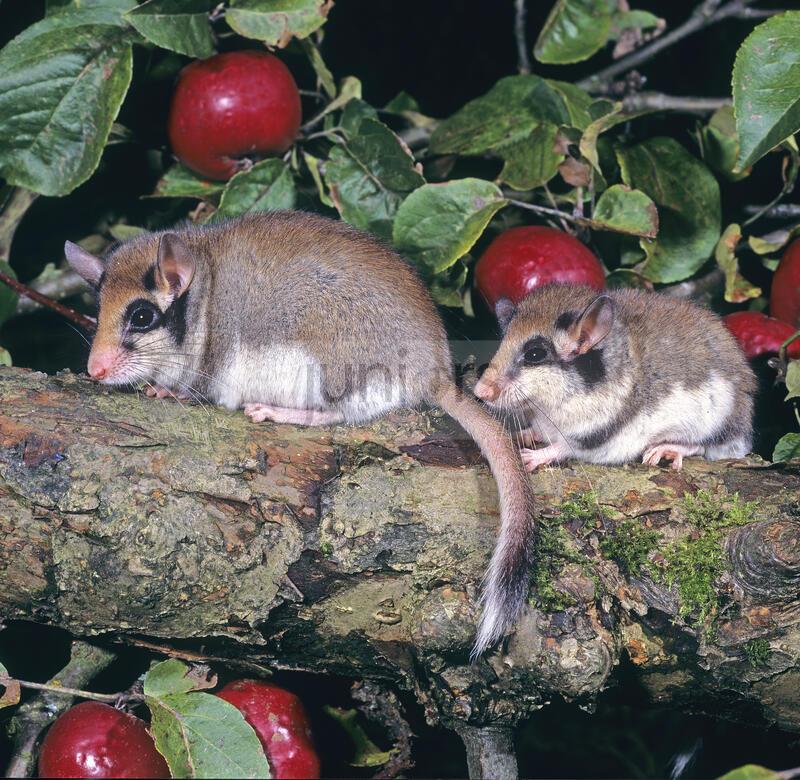 Gartenschlaefer (Eliomys quercinus). Mutter mit Jungtier im Herbst in einem Apfelbaum, nachtaktiv | Garden Dormouse (Eliomys quercinus). Mother and young in an apple tree in autumn. Germany 