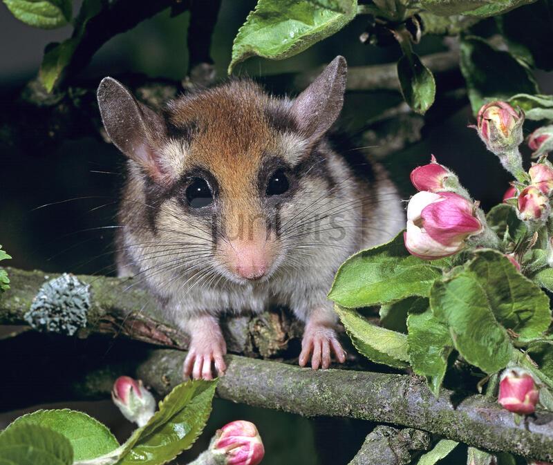 Gartenschlaefer (Eliomys quercinus) auf einem bluehendem  Apfelbaum | Garden Dormouse (Eliomys quercinus) in a flowering apple tree. Germany 