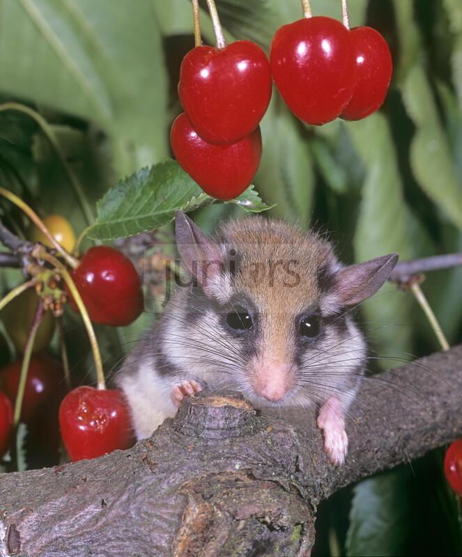 Natur des Jahres 2023