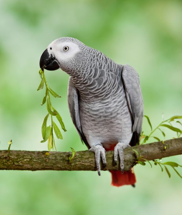 Graupapagei (Psittacus erithacus) sitzt auf einem Ast und knabbert an einem Zweig