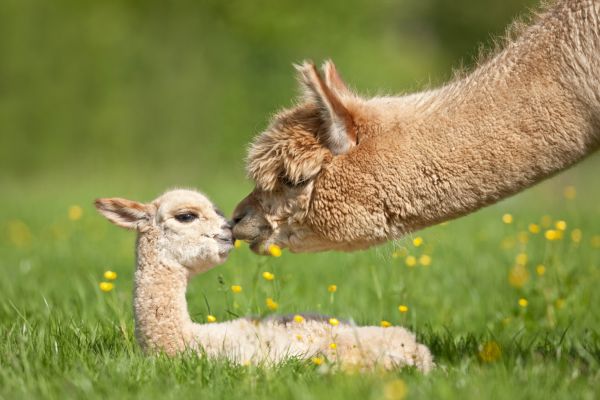 Alpaka (Lama pacos, Vicugna pacos). Mutter beschnueffelt ihr liegendes Junges auf einer Wiese
