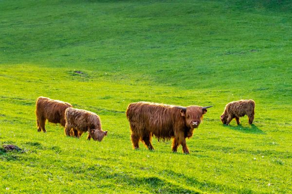 Schottisches Hochlandrind. Kuehe grasen im Fruehling auf einer Weide
