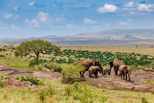 Afrikanischer Elefant (Loxodonta africana). Eine Herde trinkt auf einer Felsplatte aus Pfuetzen. Masai Mara, Kenia