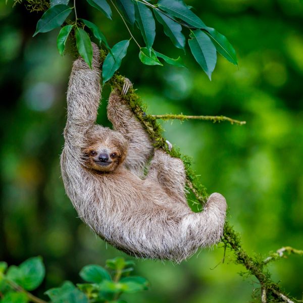 Braunkehl-Dreifingerfaultier (Bradypus variegatus) haengt an einem Ast