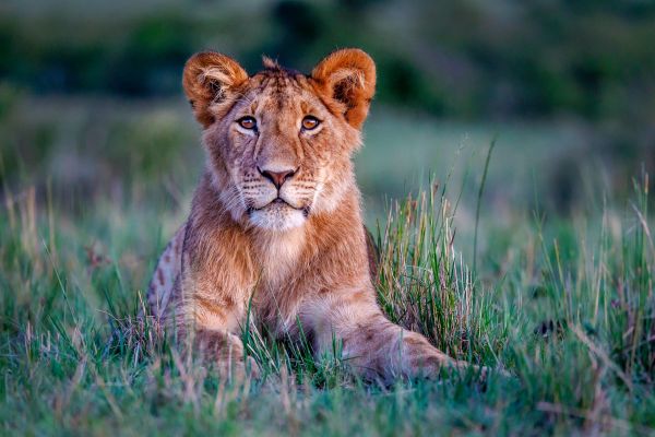Afrikanischer Loewe (Panthera leo). Ein junger maennlicher Loewe liegt am Abend in der Savanne. Masai Mara, Kenia