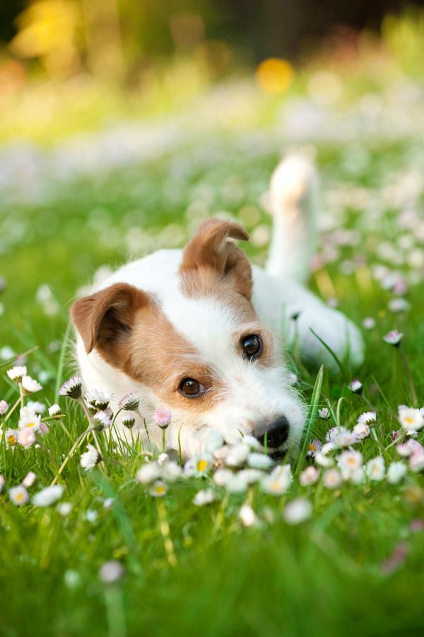 Mischling. Ein junger Hund liegt auf einer Wiese mit Gaensebluemchen