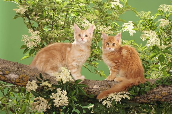 Maine-Coon. Zwei Kaetzchen sitzen auf einem Ast
