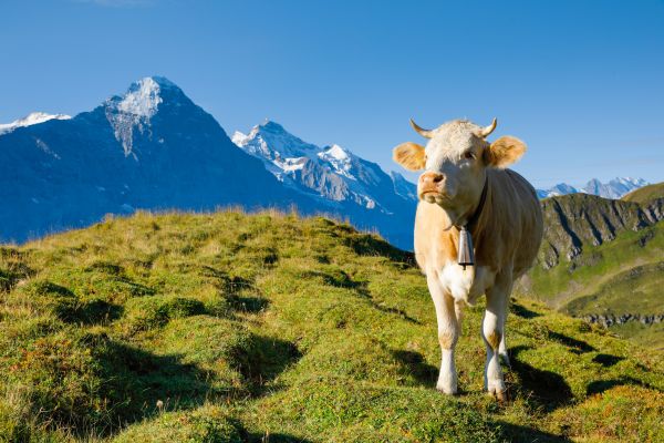 Eine Kuh steht vor den Bergen Eiger und Jungfrau. Berner Oberland, Schweiz