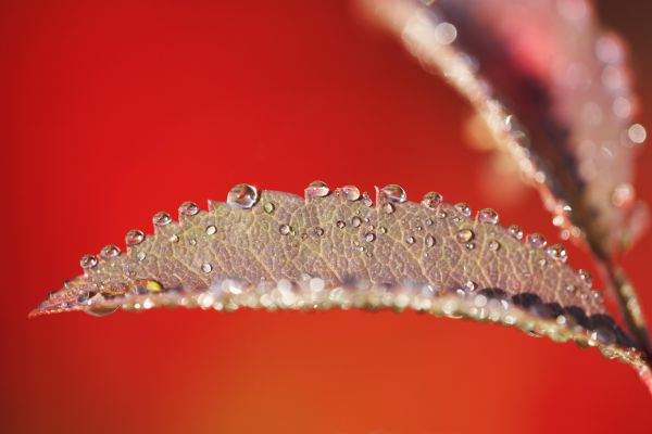 Eberesche, Vogelbeere (Sorbus aucuparia), Wassertropfen auf Herbstblaettern