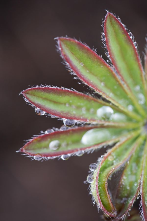 Regentropfen auf den Blaettern einer Vielblaettrigen Lupine (Lupinus polyphyllus)
