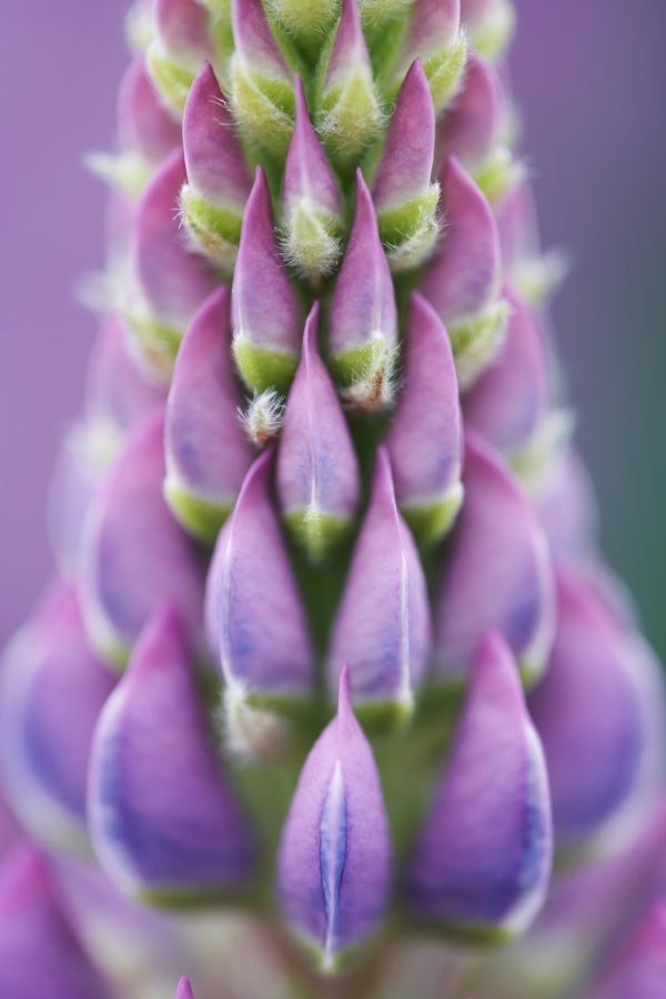 Vielblaettrige Lupine (Lupinus polyphyllus), Nahaufnahme der Bluetenknospen