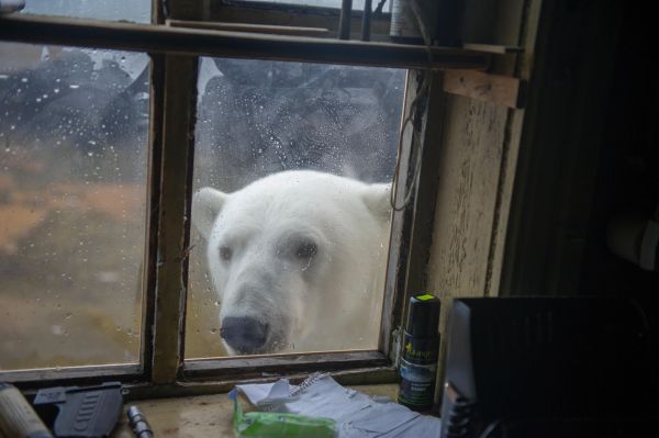 Eisbaer (Ursus maritimus) durch das Fenster einer Huette gesehen, Wrangelinsel, Russland