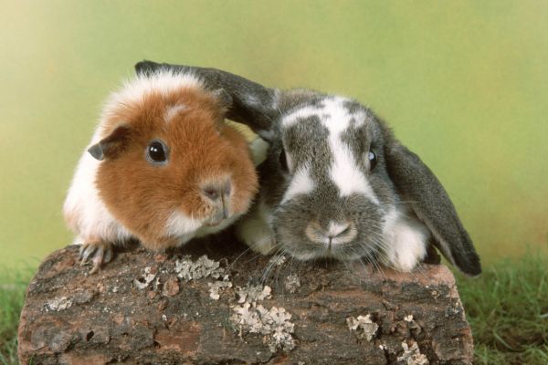 Zwergkaninchen, Zwergwidder und ein Meerschweinchen (Cavia aperea porcellus) auf einem Aststueck