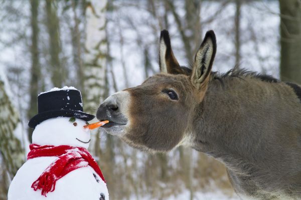 Contentin Esel frisst die Karottennase eines Schneemanns