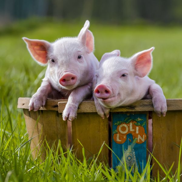 Hausschwein. Zwei Ferkel sitzen im Fruehling in einem Holzkorb auf einer Wiese