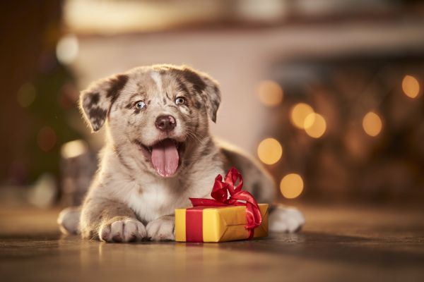 Mischling. Ein Welpe liegt in einem weihnachtlich geschmueckten Zimmer neben einem Geschenk