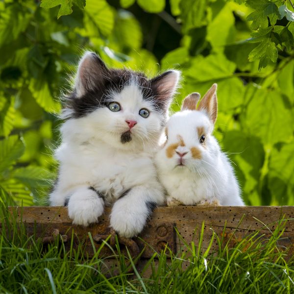 Hauskatze. Ein schwarzweisses Kaetzchen und ein junges Zwergkaninchen auf einem verwittertem Holzpodest im Gras