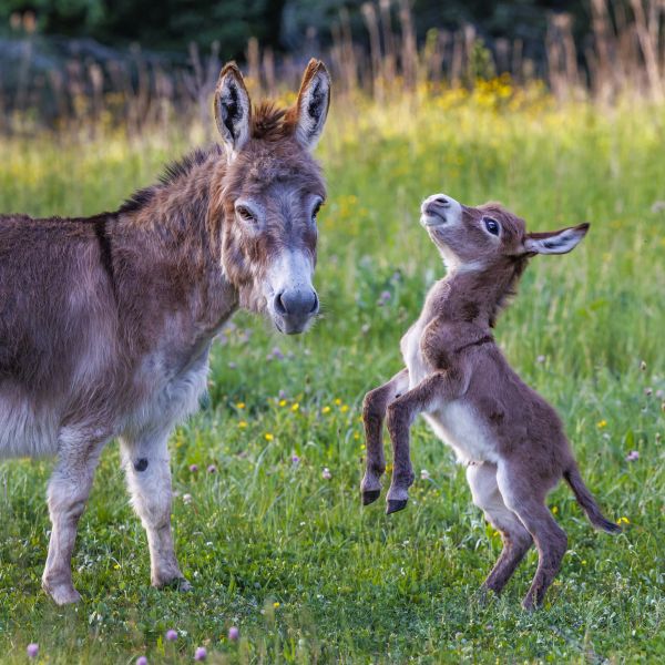 Hausesel, Zwergesel (Equus asinus asinus). Ein Fohlen steigt auf einer bluehenden Wiese vor seiner Mutter