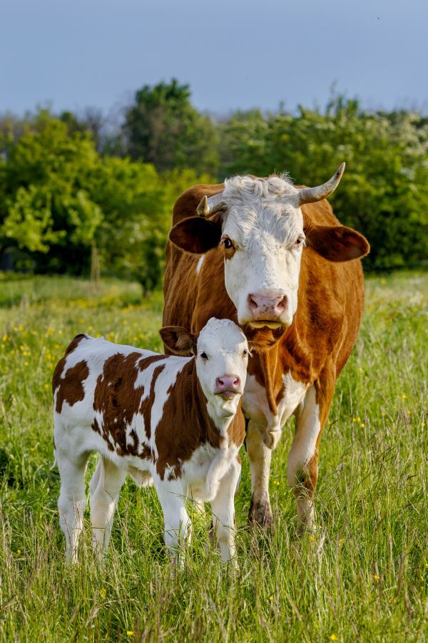 Hausrind, Simmentaler Fleckvieh. Eine Kuh steht mit ihrem Kalb im Fruehling auf einer bluehenden Wiese