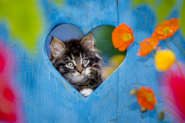 Hauskatze. Ein getigertes Kaetzchenschaut durch einen herzfoermigen Ausschnitt in einem Fensterladen