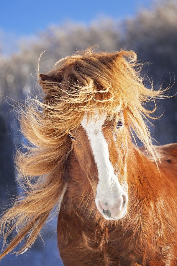 Islandpferd, Islandpony, Islaender. Portraet eines Fuchses im Winterfell