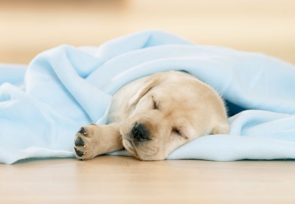 Labrador Retriever. Ein Welpeschlaeft in einer hellblauen Decke