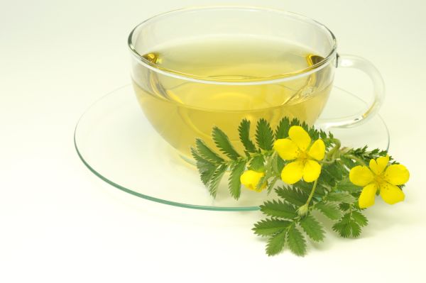 Gaensefingerkraut (Potentilla anserina). Eine Tasse Gaensefingerkrauttee, Blueten und Blaetter als Freisteller