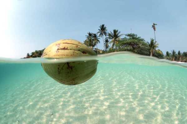 Kokospalme (Cocos nucifera). Kokosnuss treibt im klaren Meer vor einer tropischen Insel (halb und halb Aufnahme)