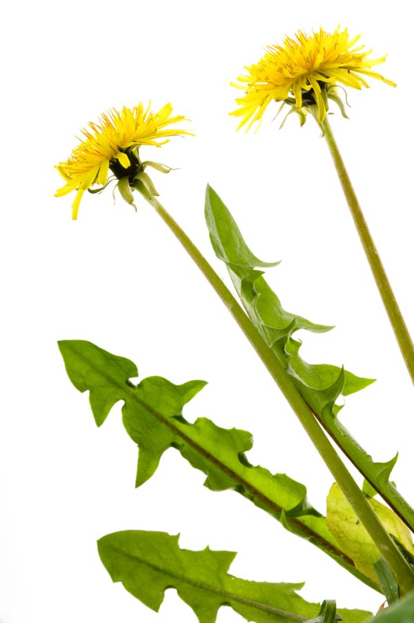 Gewoehnlicher Loewenzahn (Taraxacum officinale, Taraxacum vulgare), Blueten und Blaetter als Freistelle