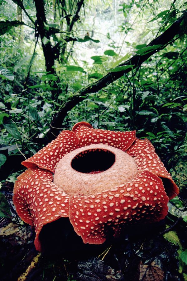 Riesenrafflesie, Sumatrariesenblume (Rafflesia arnoldii). Die Rafflesie ist die groesste Blume der Welt. Indonesien