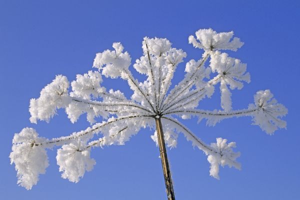 Wiesenbaerenklau (Heracleum sphondylium), Fruchtstand im Raureif