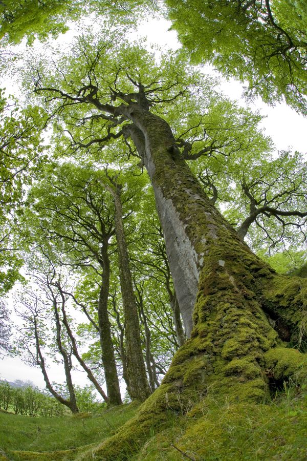 Rotbuche (Fagus sylvatica). Blick in die Baumkronen im Fruehling. Isle of Mull, Schottland, Grossbritannien