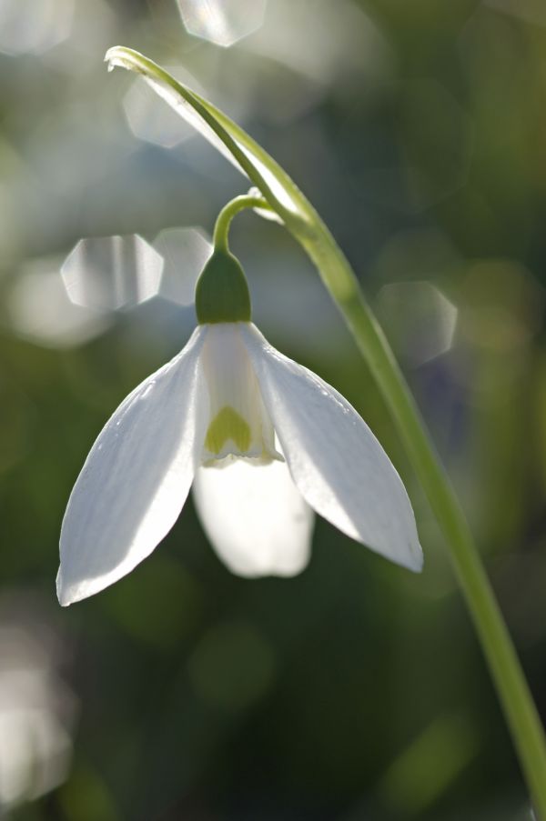 Kleines Schneegloeckchen (Galanthus nivalis), Bluete