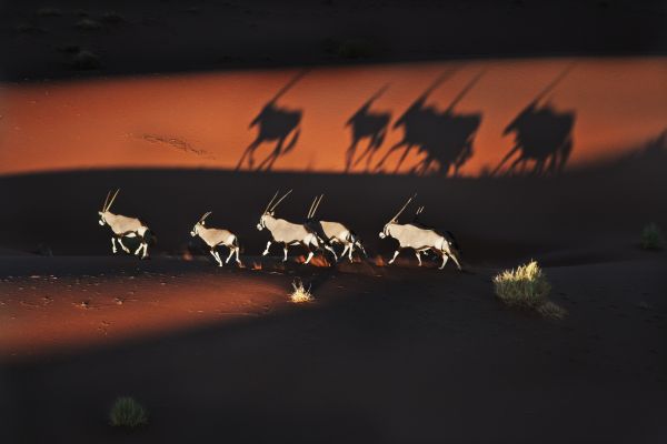 Suedafrikanischer Spiessbock (Oryx gazella). Eine Herde laeuft ueber eine Sandduene in der Namibwueste, Namib-Naukluft Nationalpark, Namibia