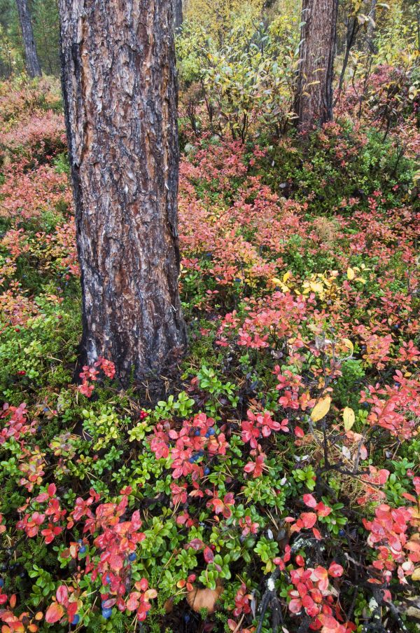 Boden in einem Mischwald in Skandinavien im Herbst