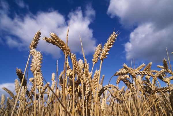 Weizen (Triticum aestivum). Schnittreifer Winterweizen gegen den blauen Himmel gesehen