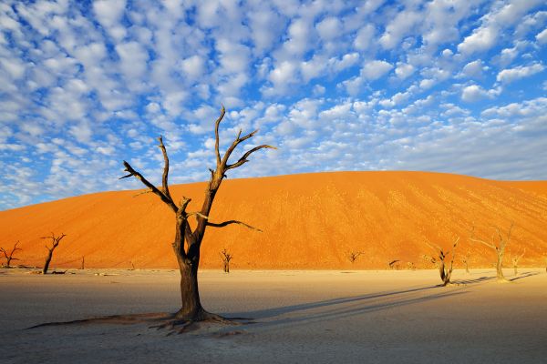 Abgestorbene Akazien vor einer Sandduene im Sossusvlei, Namibwueste, Namibia | Dead Acacia tree and sand dune at Sossusvlei in the Namib desert. Namib-Naukluft National Park, Namibia