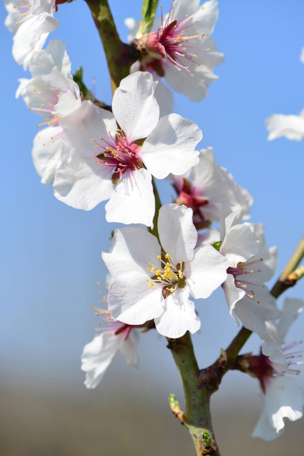 Echte Mandel (Prunus dulcis, Prunus amydalus), bluehender Zweig