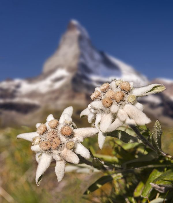 Alpen-Edelweiss (Leontopodium alpinum). Blueten vor dem Matterhorn. Wallis, Schweiz
