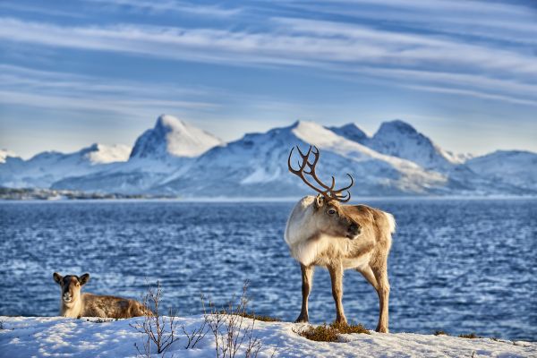 Rentier (Rangifer tarandus). Zwei erwachsene Tiere am Meer auf der Insel Senja, Troms, Norwegen